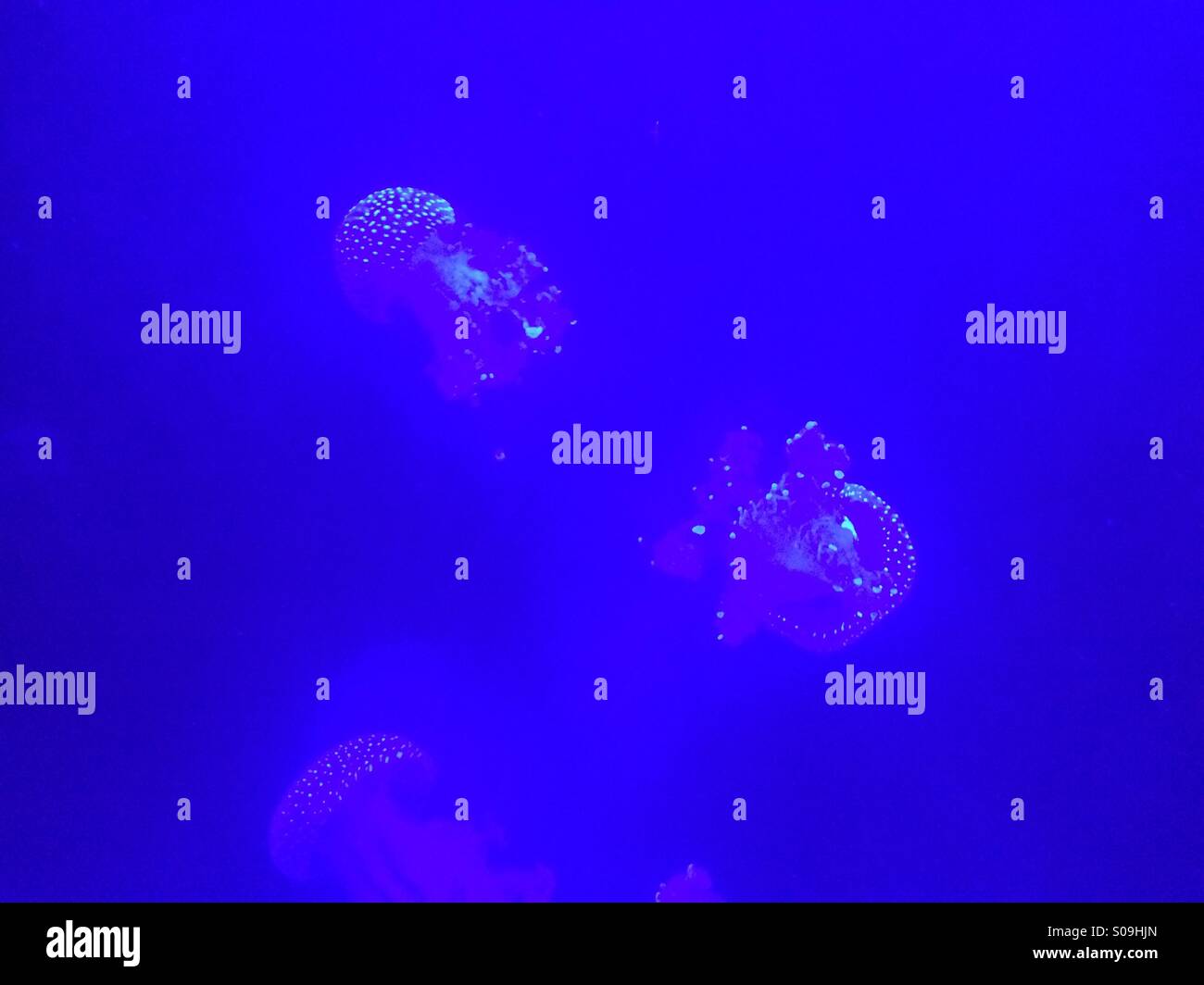 Jellyfish in uv light Stock Photo