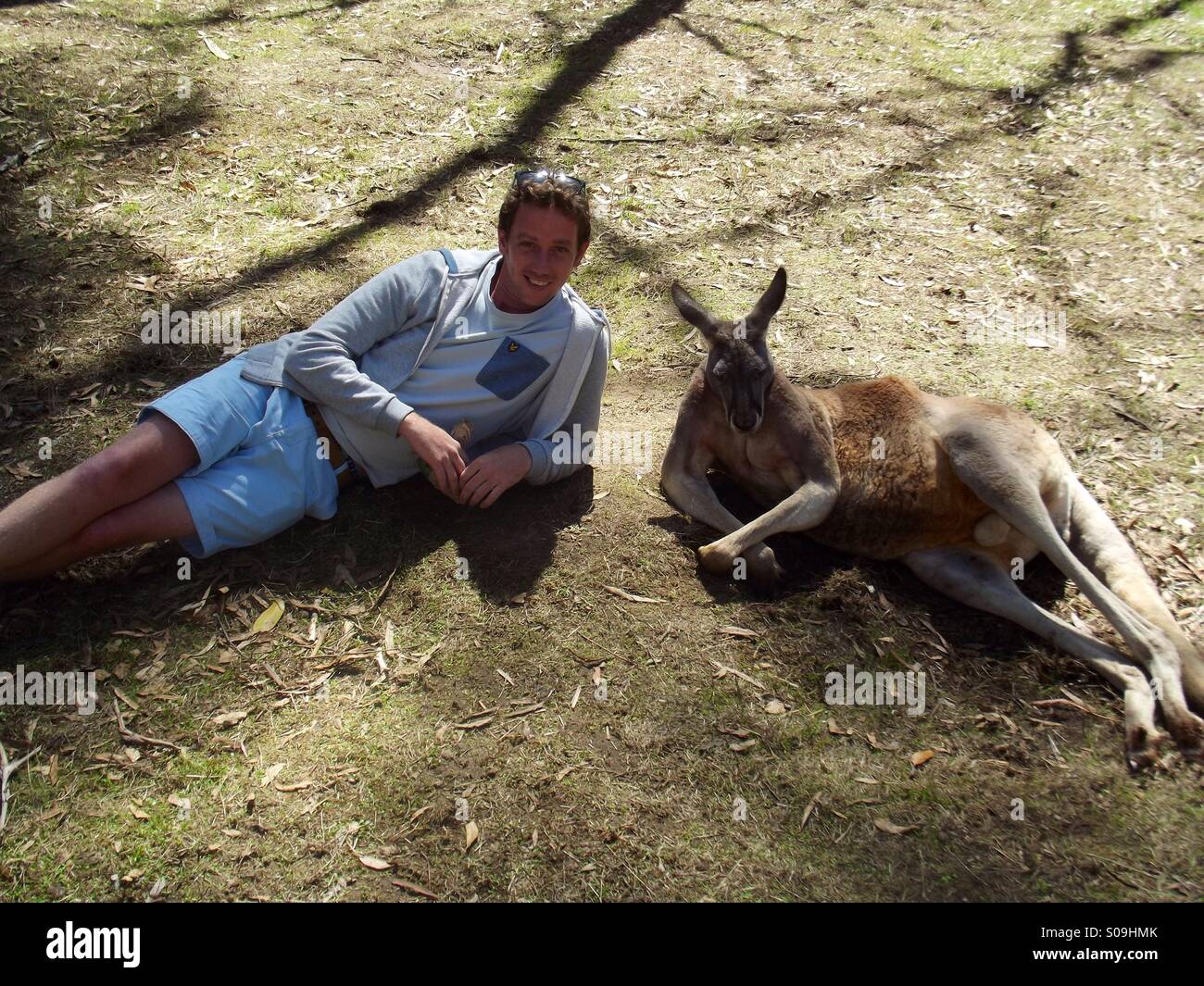 Chilling with a Kangeroo Stock Photo