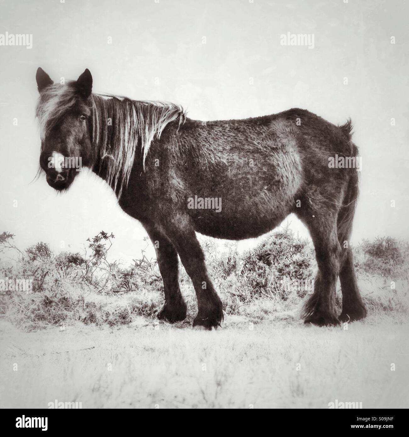 Portrait of a Dartmoor pony - Smartphone Captured Stock Image