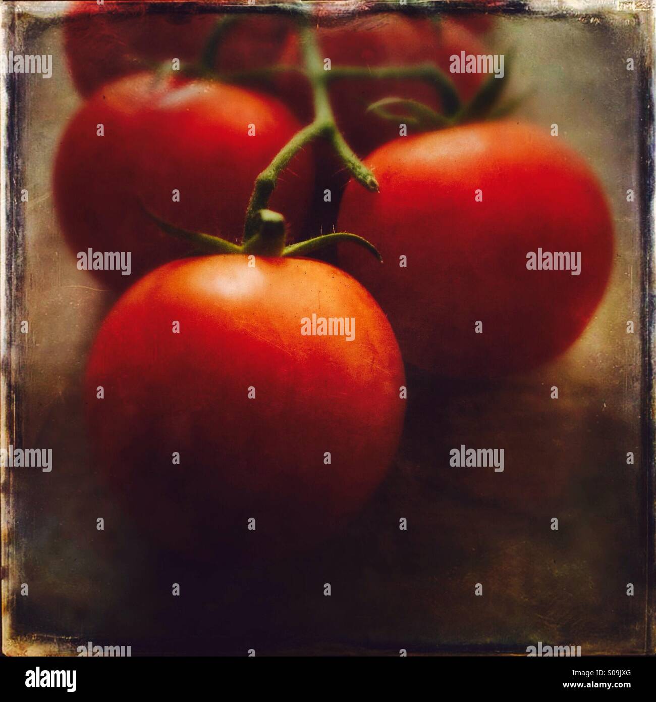 Freshly picked vine tomatoes - Smartphone Captured Stock Image