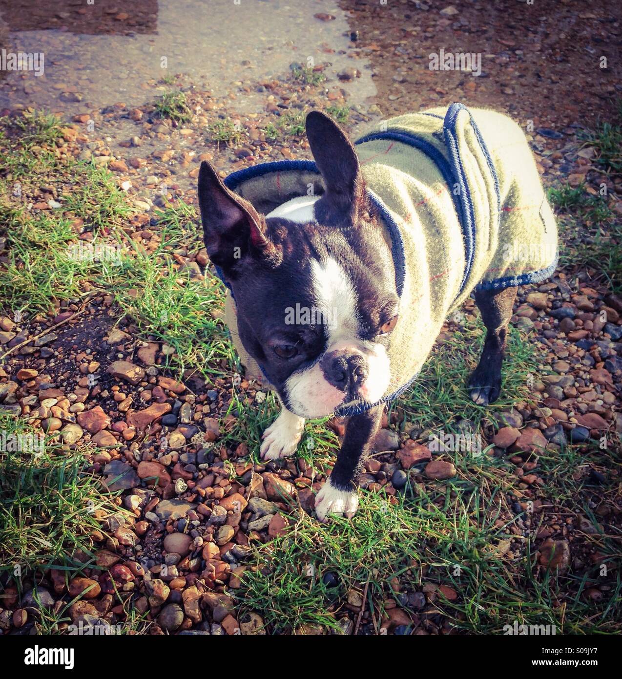 Cute Boston Terrier in a warm coat - Smartphone Captured Stock Image