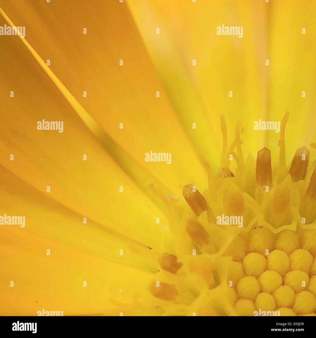 Macro Partial view of a yellow Flower - Smartphone Captured Stock Image