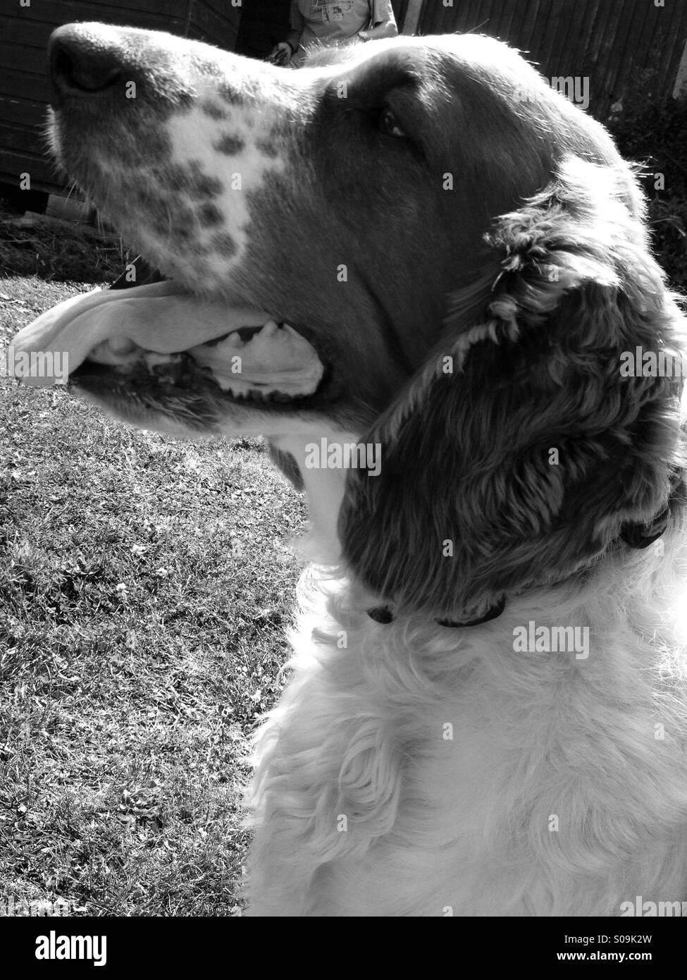 Panting welsh springer spaniel dog in black and white Stock Photo