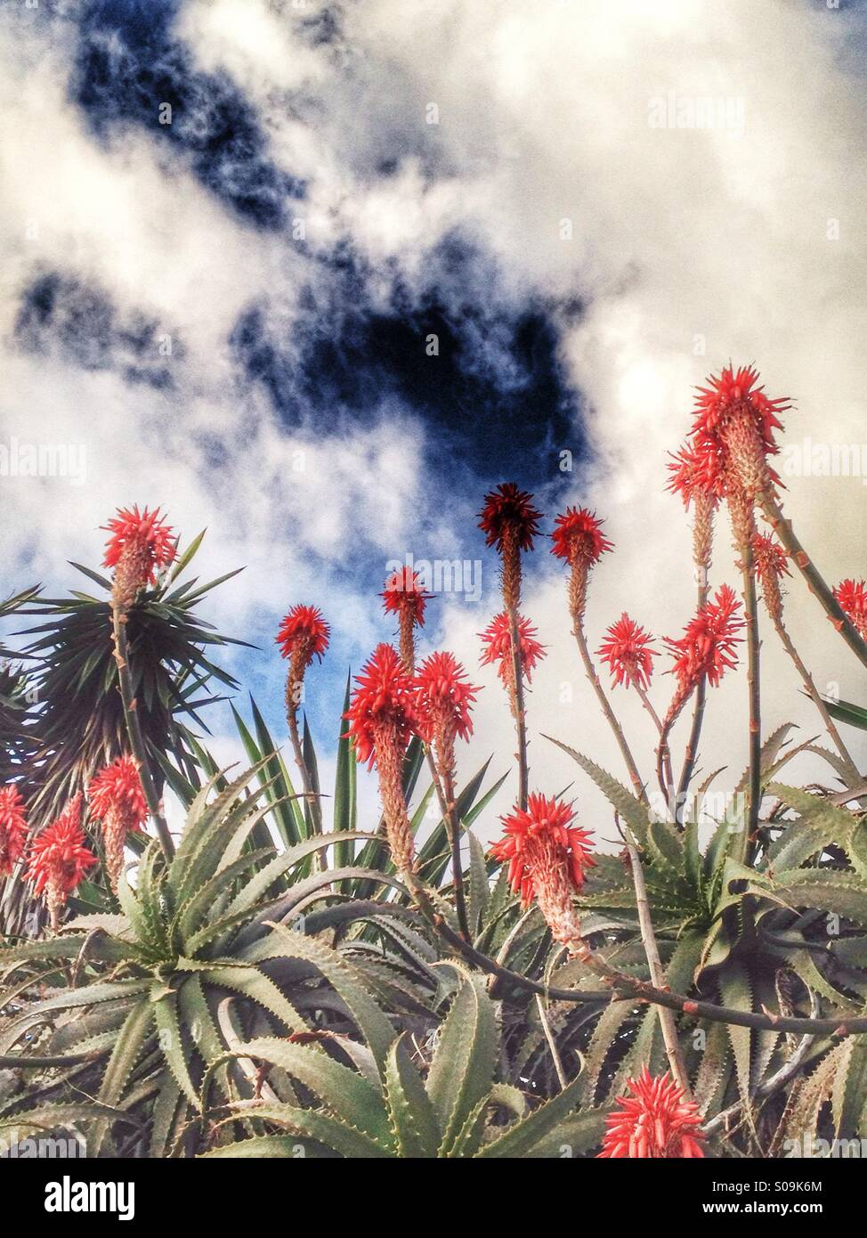 Aloe Vera plant and flowers against sky - Smartphone Captured Stock Image