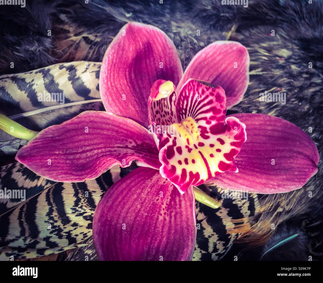 Orchid on feathers - Smartphone Captured Stock Image