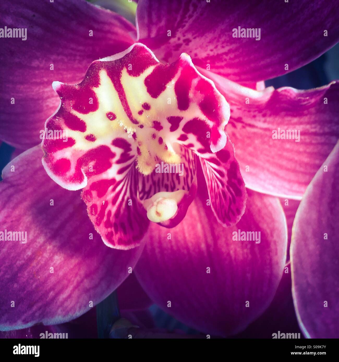 Magenta orchid Stock Photo