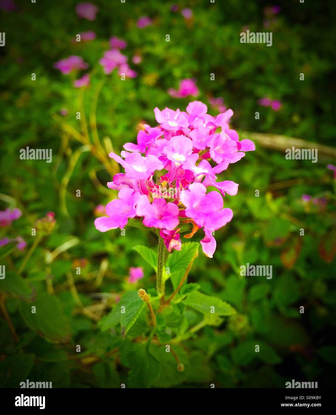 Flowers outside a house Stock Photo Alamy