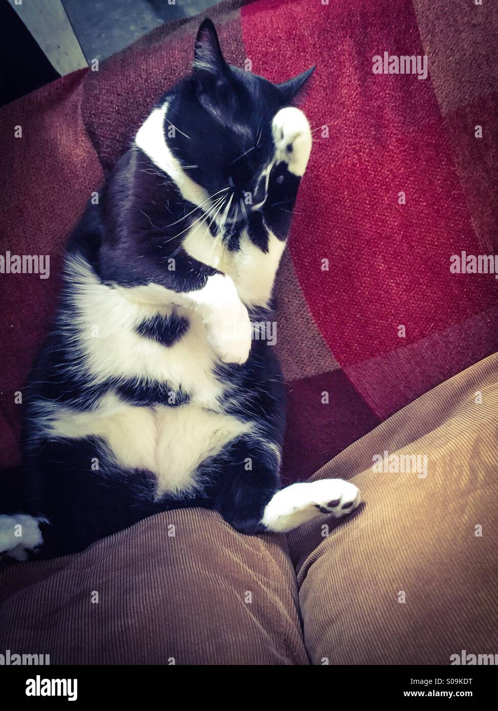 Cat sleeping in a funny position - Smartphone Captured Stock Image