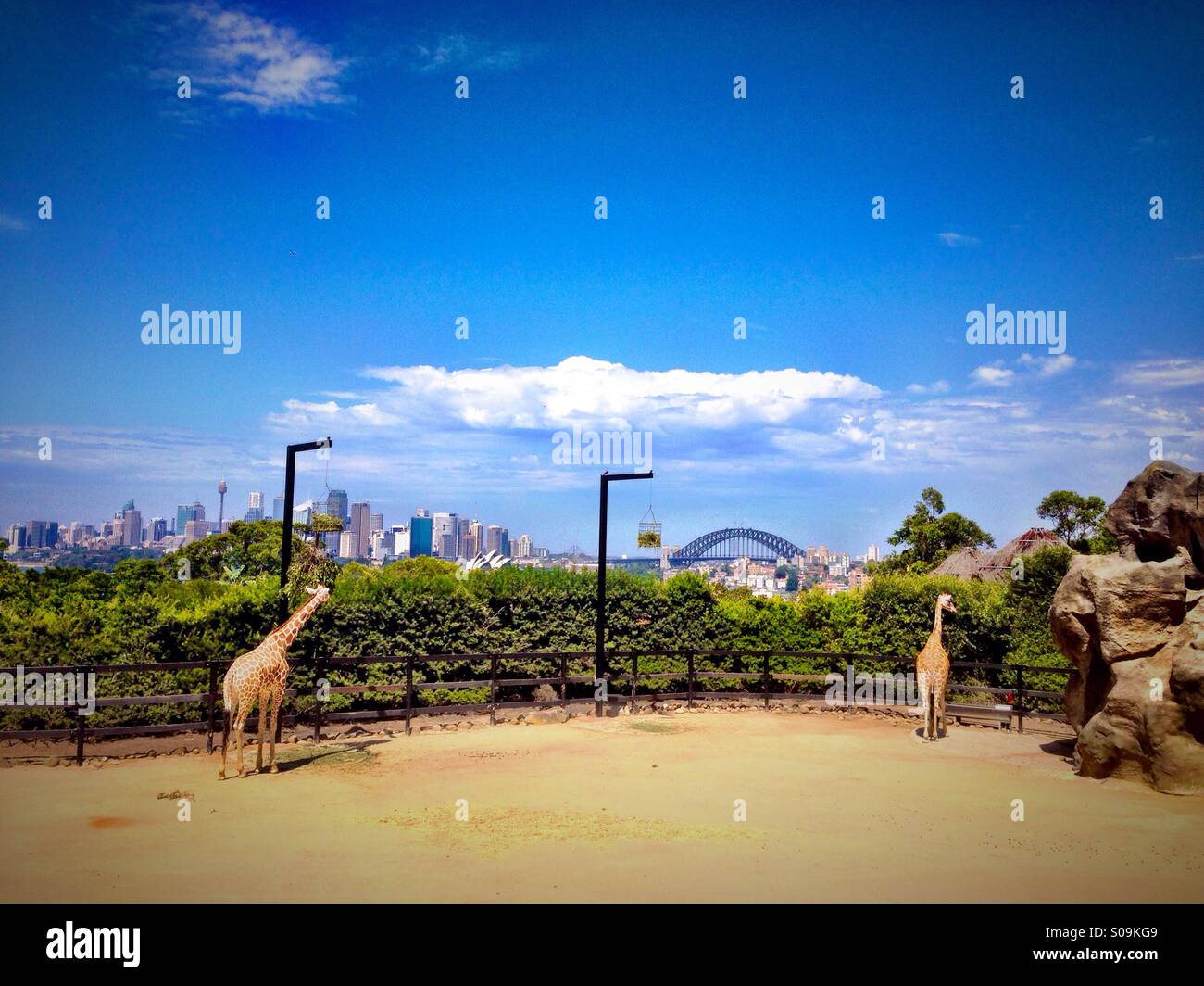 View of Sydney from the giraffe enclosure at Taronga zoo - Smartphone Captured Stock Image