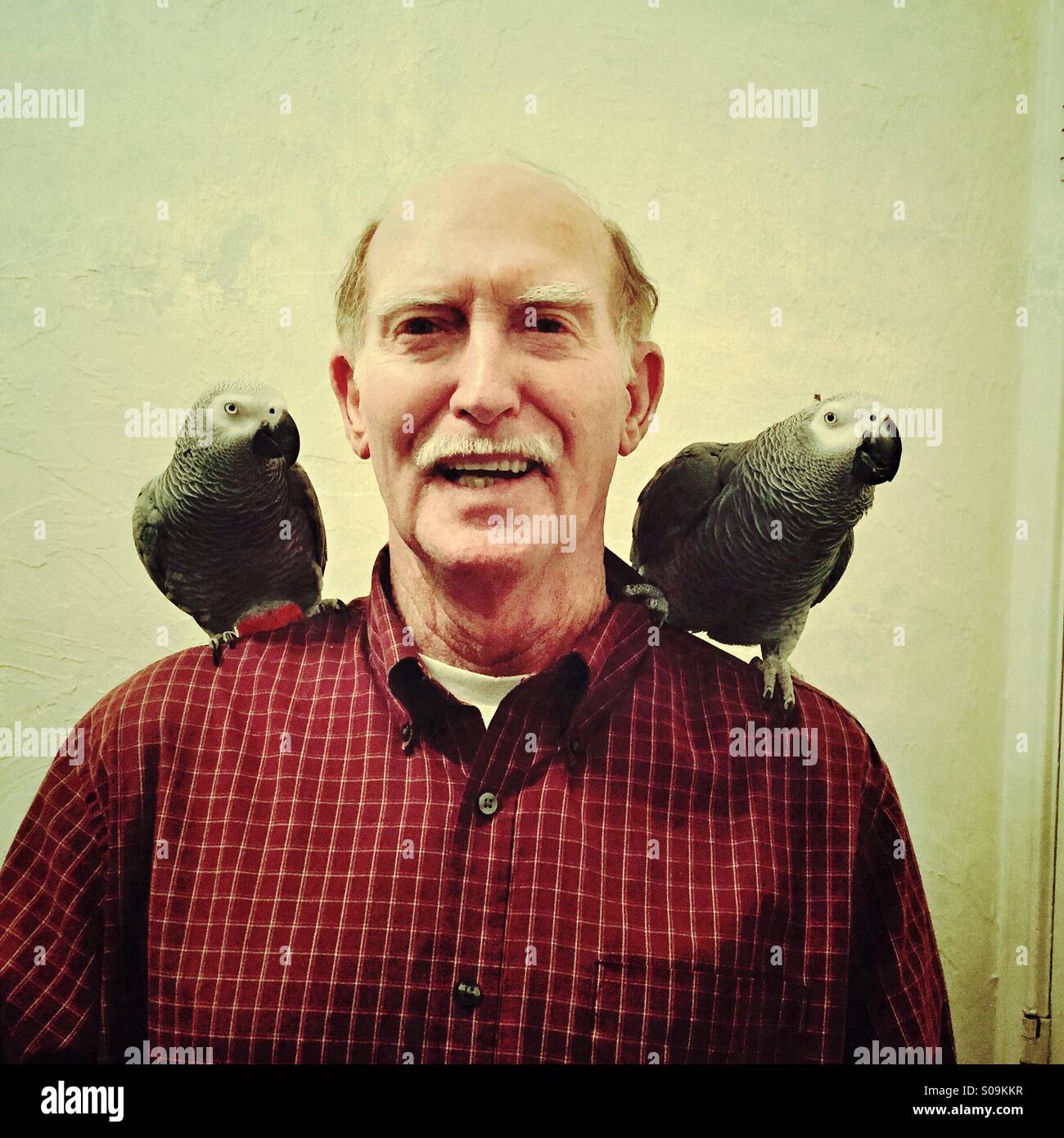 A senior Caucasian man smiles while showing off his two pet African Gray parrots on his shoulders. - Smartphone Captured Stock Image