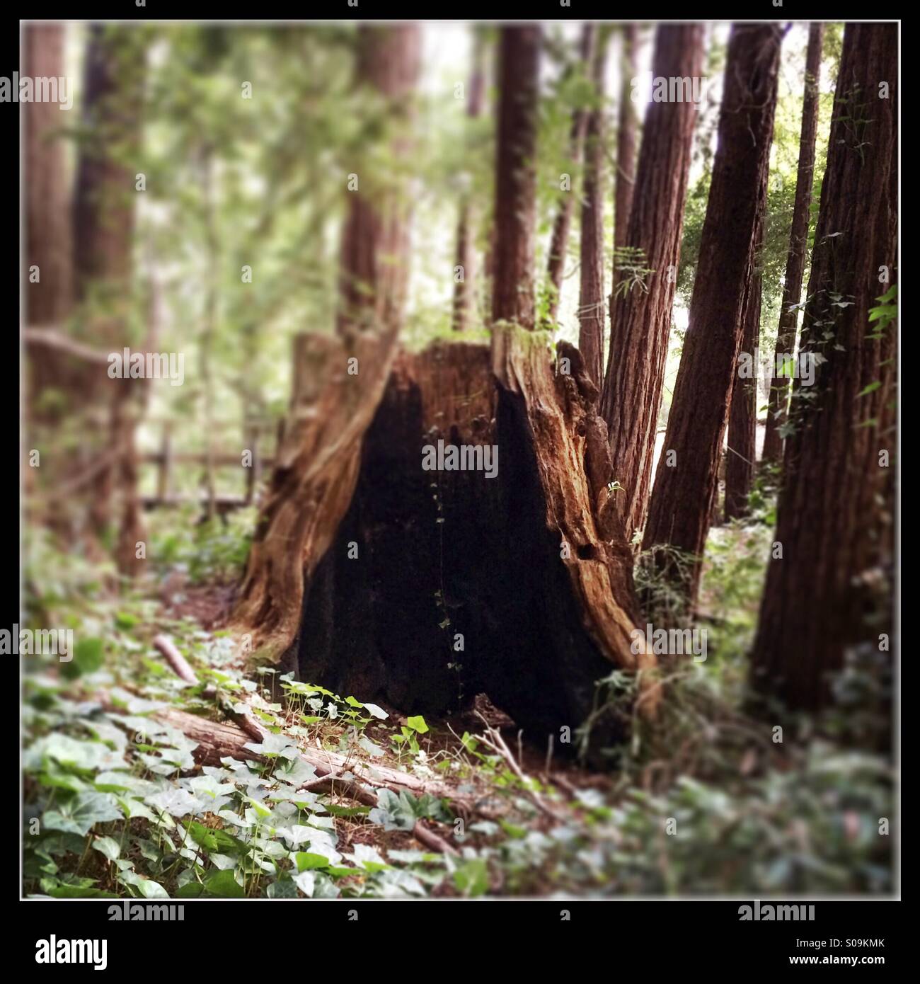 Burned out California Redwood tree stump in a forest. Santa Cruz County, California, USA - Smartphone Captured Stock Image