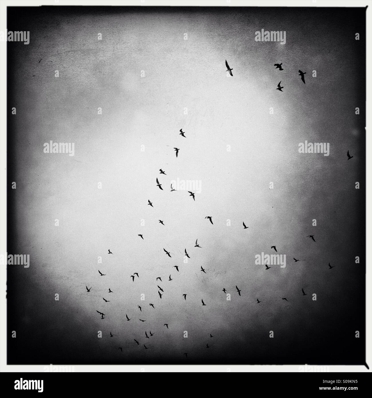 Flock of birds in the sky Stock Photo