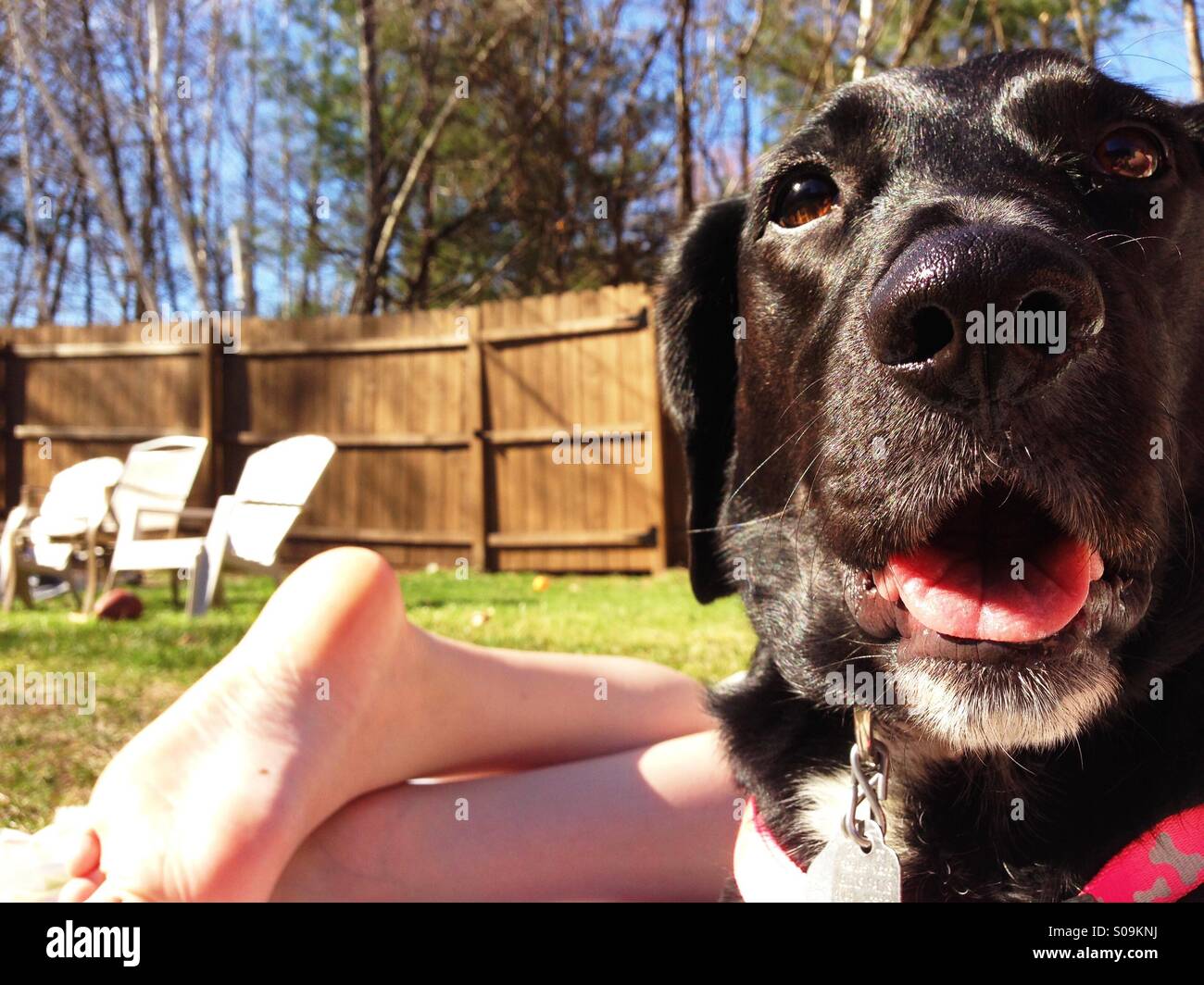Labrador retriever, beagle mix Stock Photo Alamy