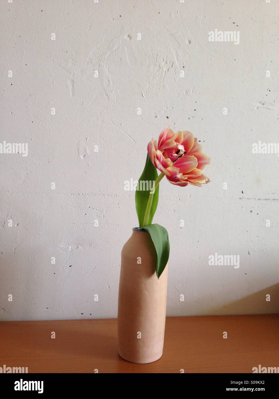 One flower at ceramic vase on white Stock Photo