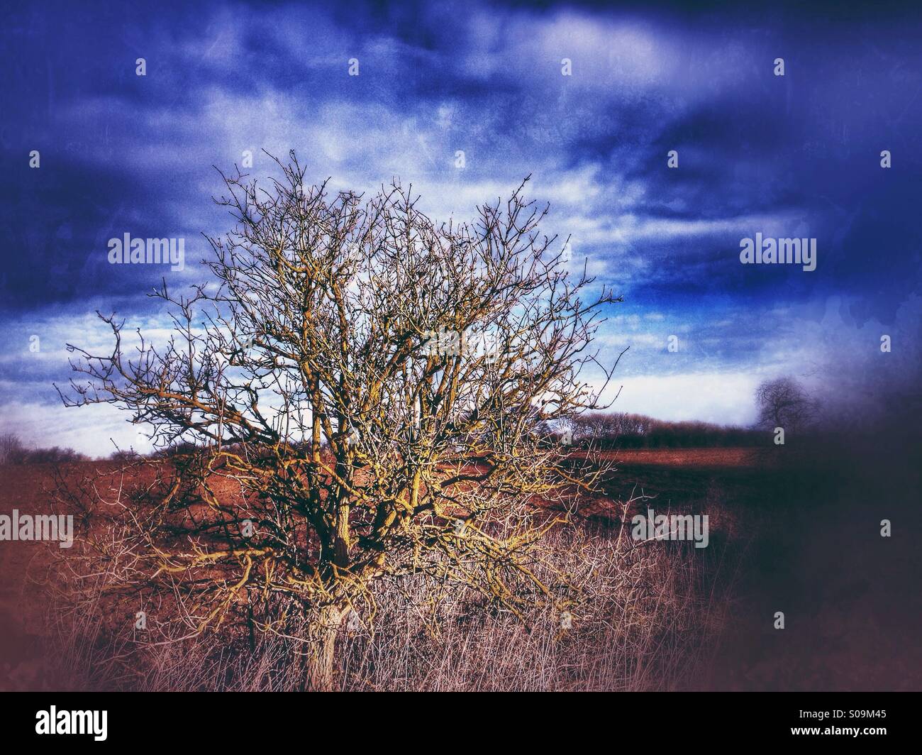 Small tree. Sudbrook, Lincolnshire, England. - Smartphone Captured Stock Image