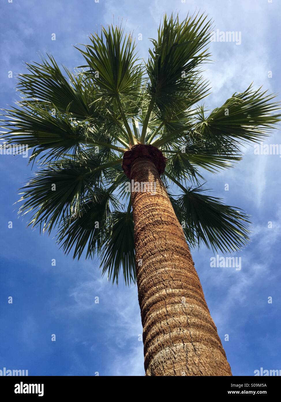 Palm tree and blue sky, gazing upward. Stock Photo