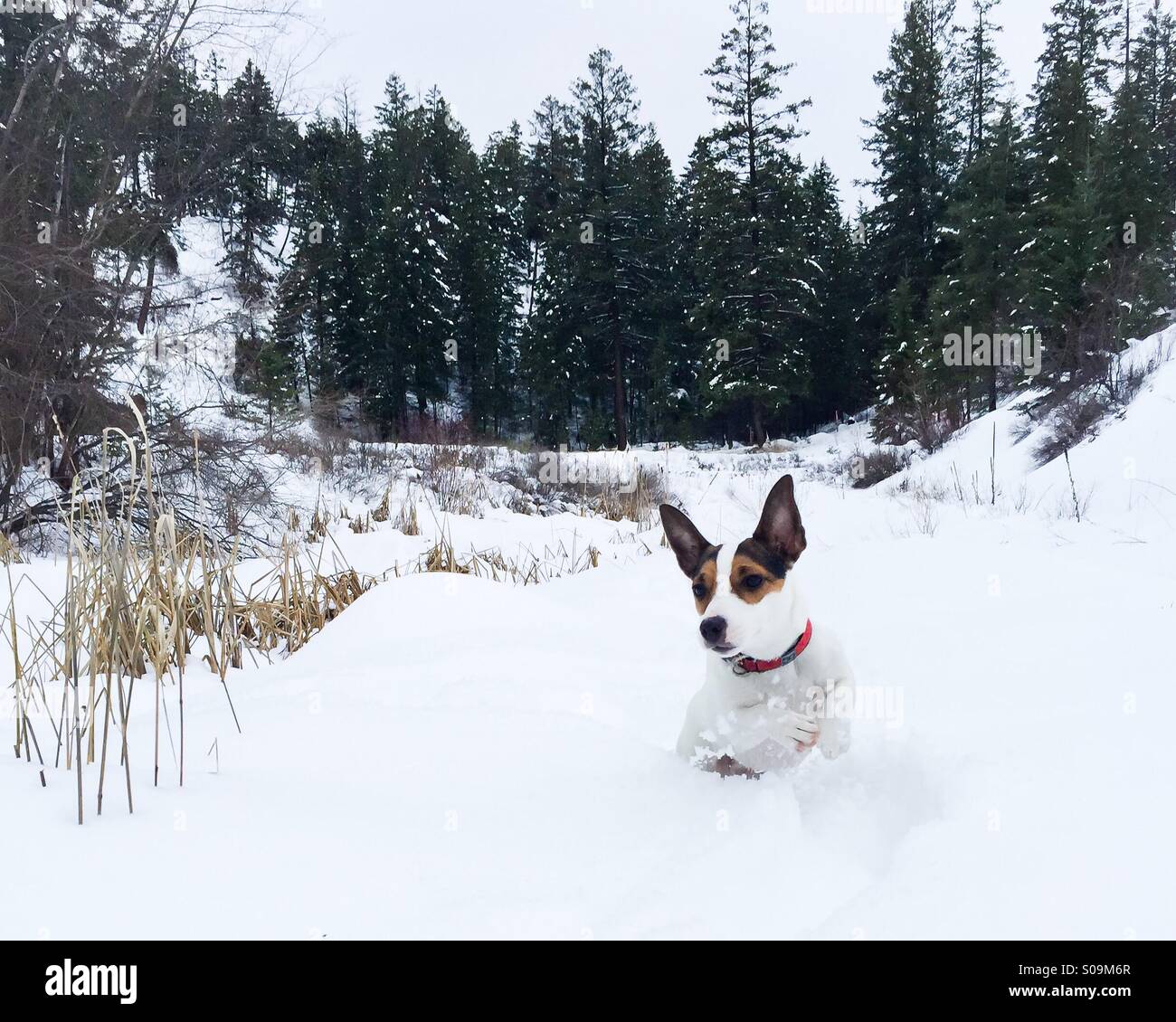 This young Jack Russell Terrier needs to take big leaps to get through the deep fresh snow. Stock Photo