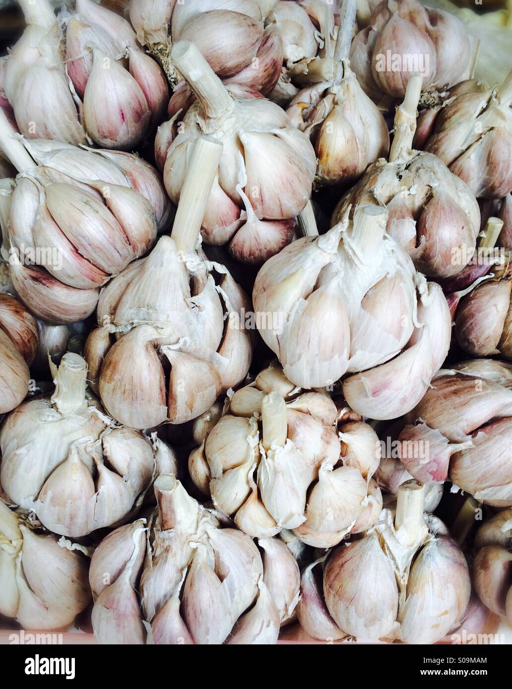 Bulbs of Garlic Stock Photo