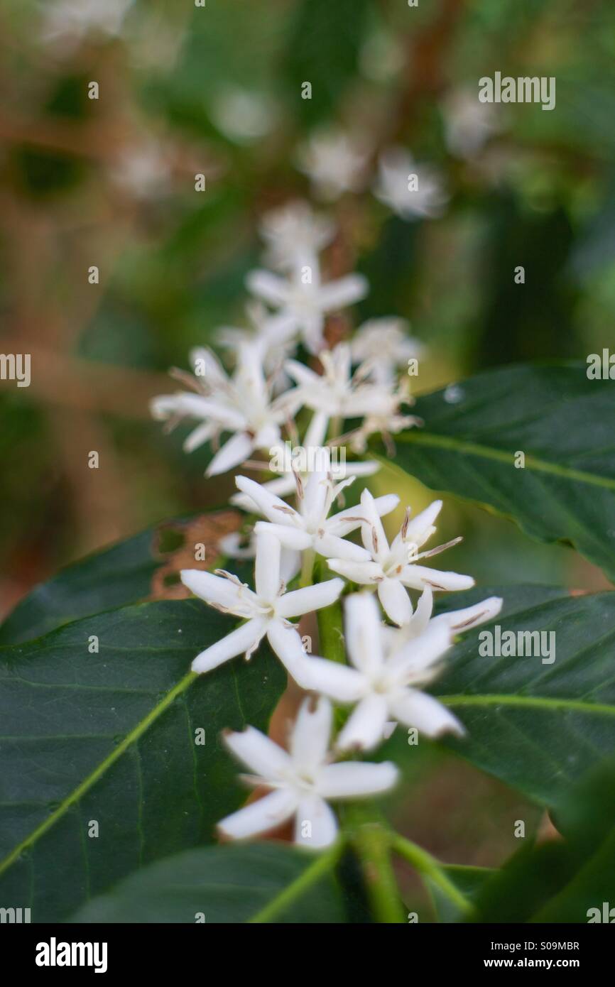 coffee blossom Stock Photo - Alamy