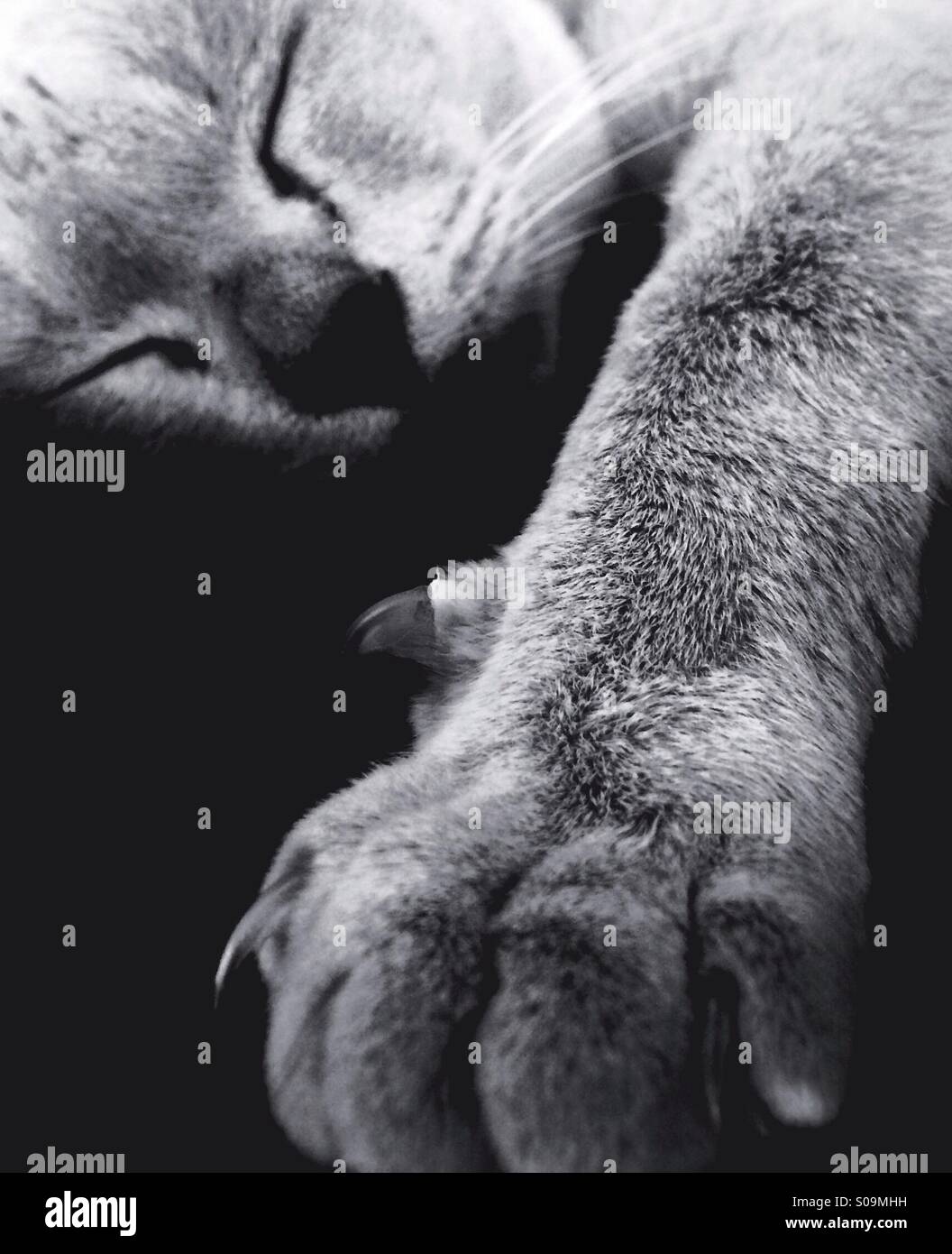 Sleeping Burmese cat with claws Stock Photo Alamy