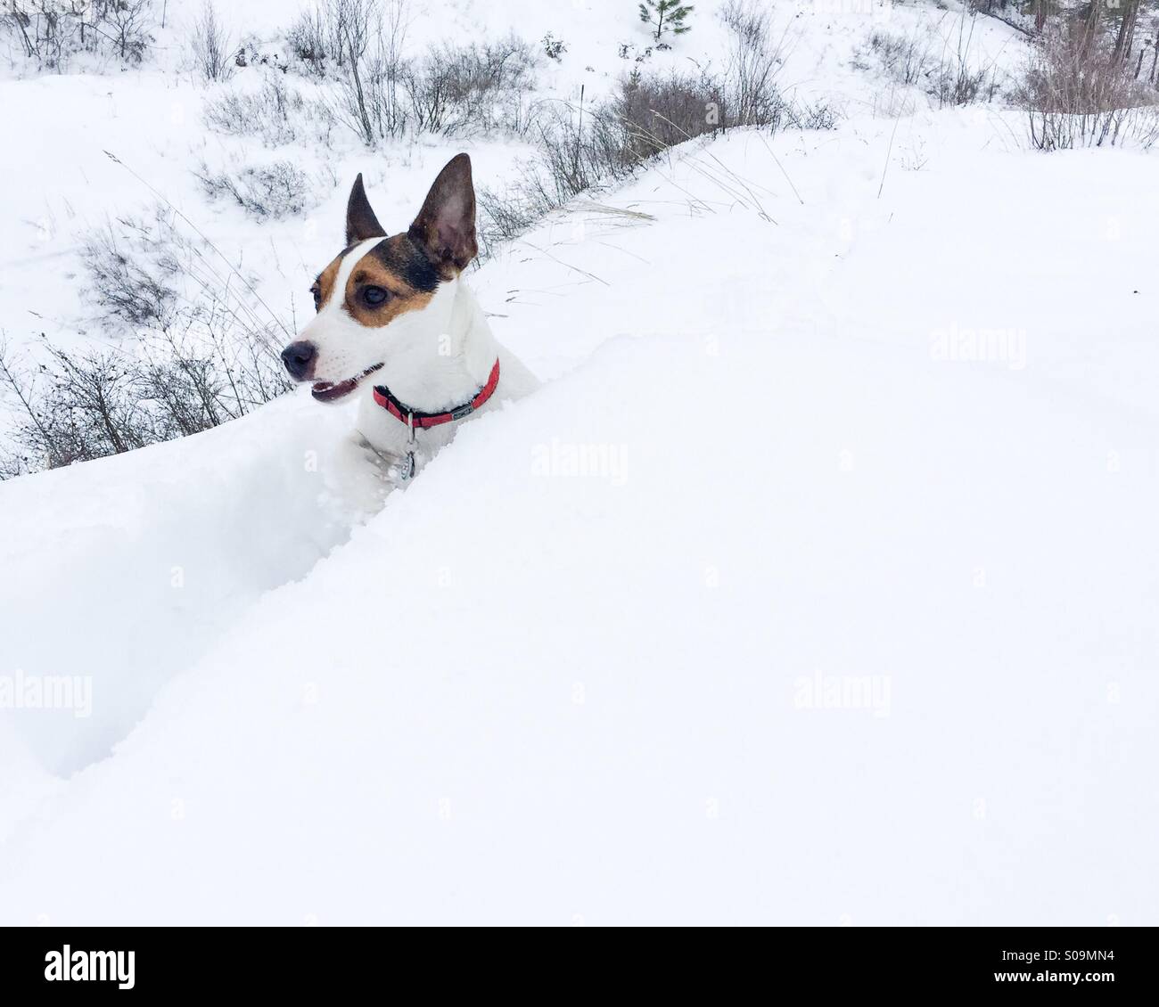 Dog running in deep snow. - Smartphone Captured Stock Image