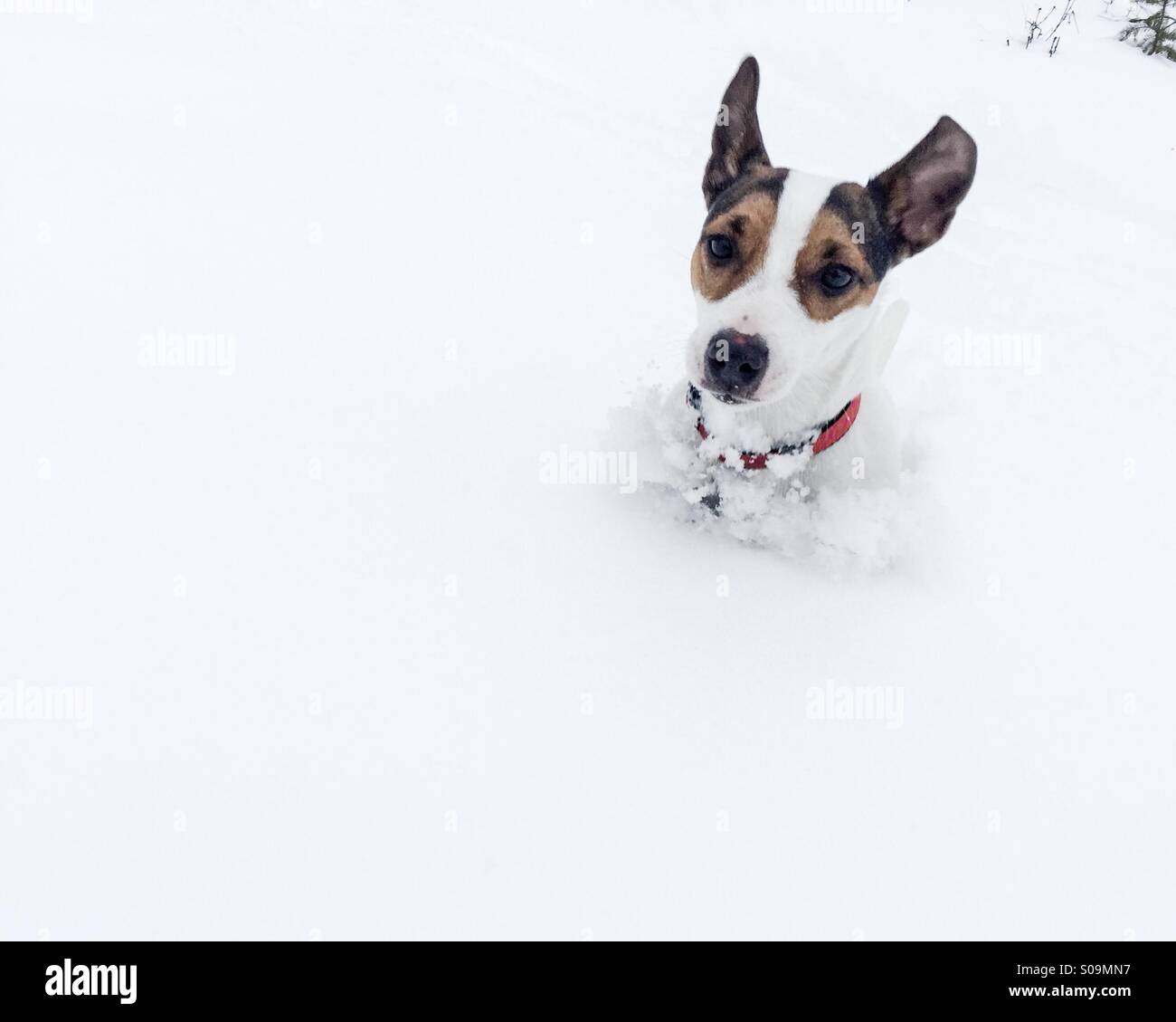 Dog cutting through neck-deep snow. - Smartphone Captured Stock Image
