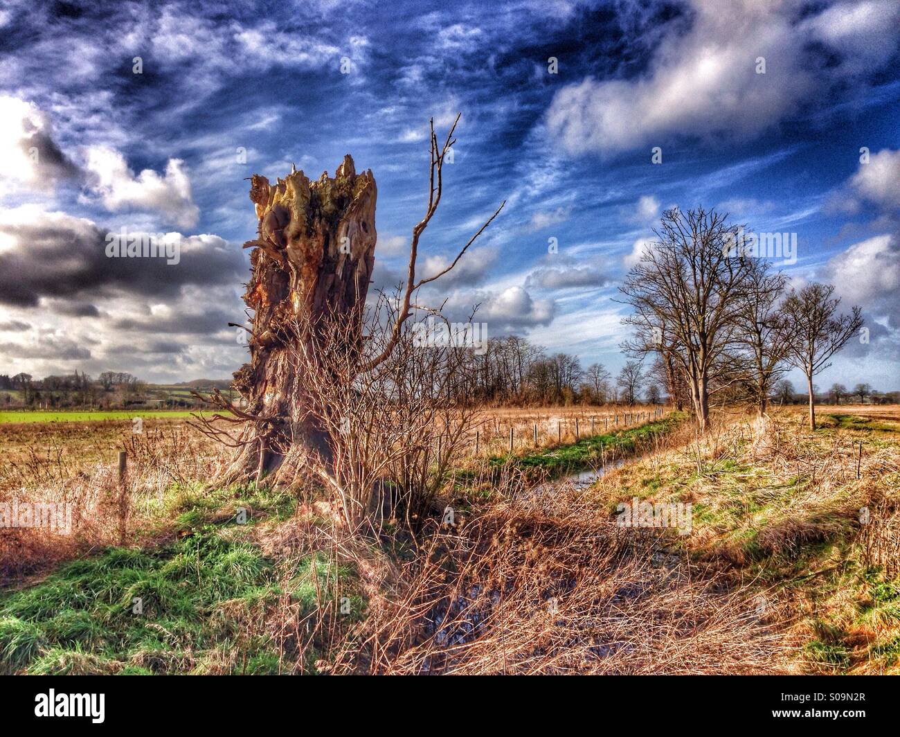 Tree stump. Sudbrook, Lincolnshire. England. - Smartphone Captured Stock Image