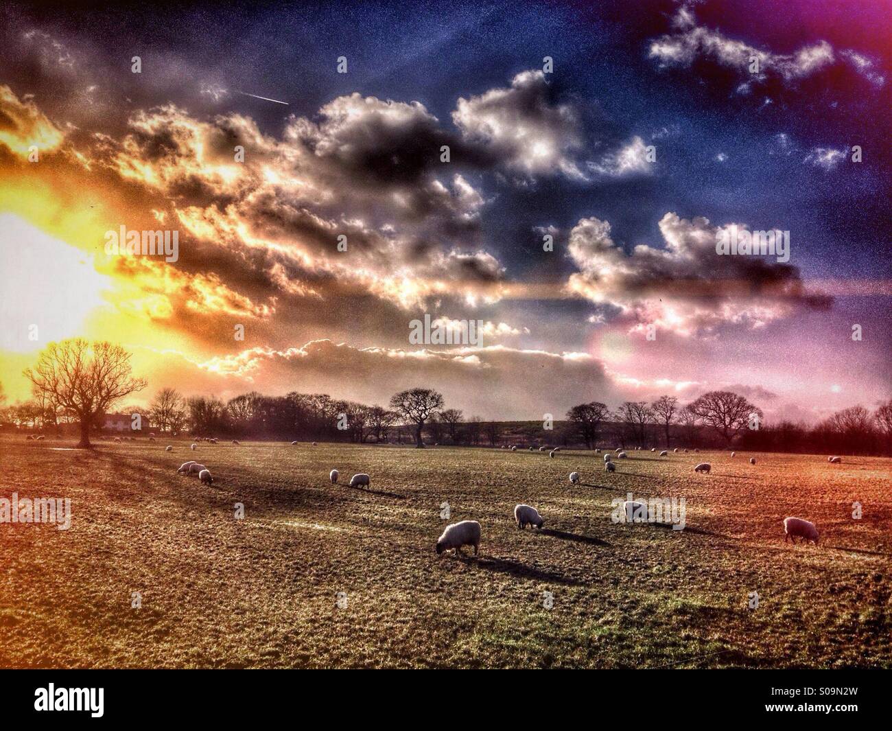 Sheep grazing in field - Smartphone Captured Stock Image
