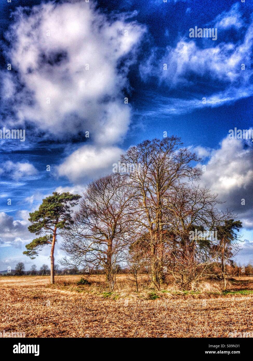 Copse. Sudbrook, Lincolnshire, England Stock Photo Alamy