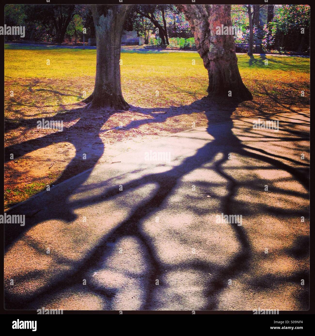 Sunny forest path trees hi-res stock photography and images - Alamy