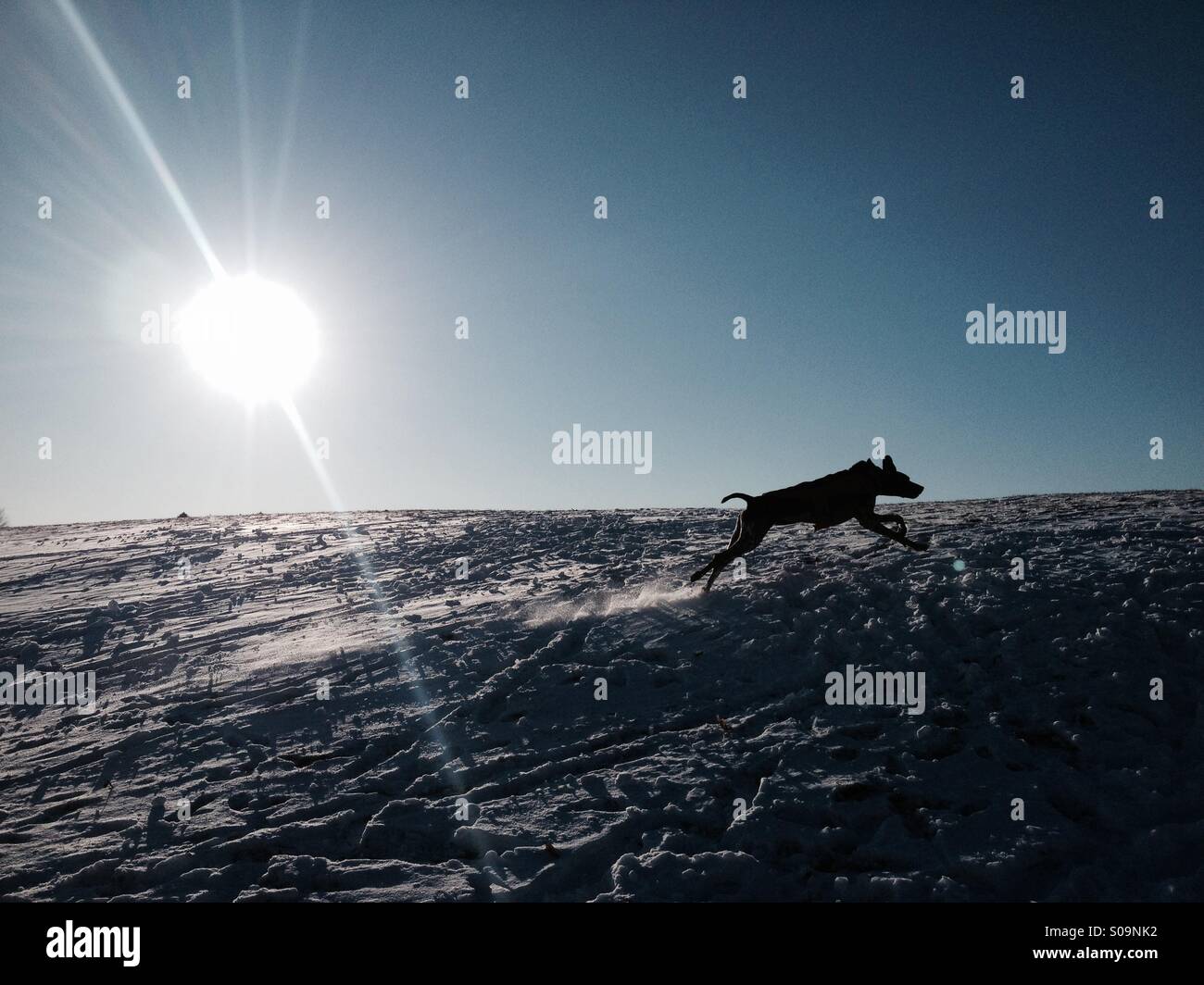 A dog running in the snow on a bright the sunny winter day Stock Photo