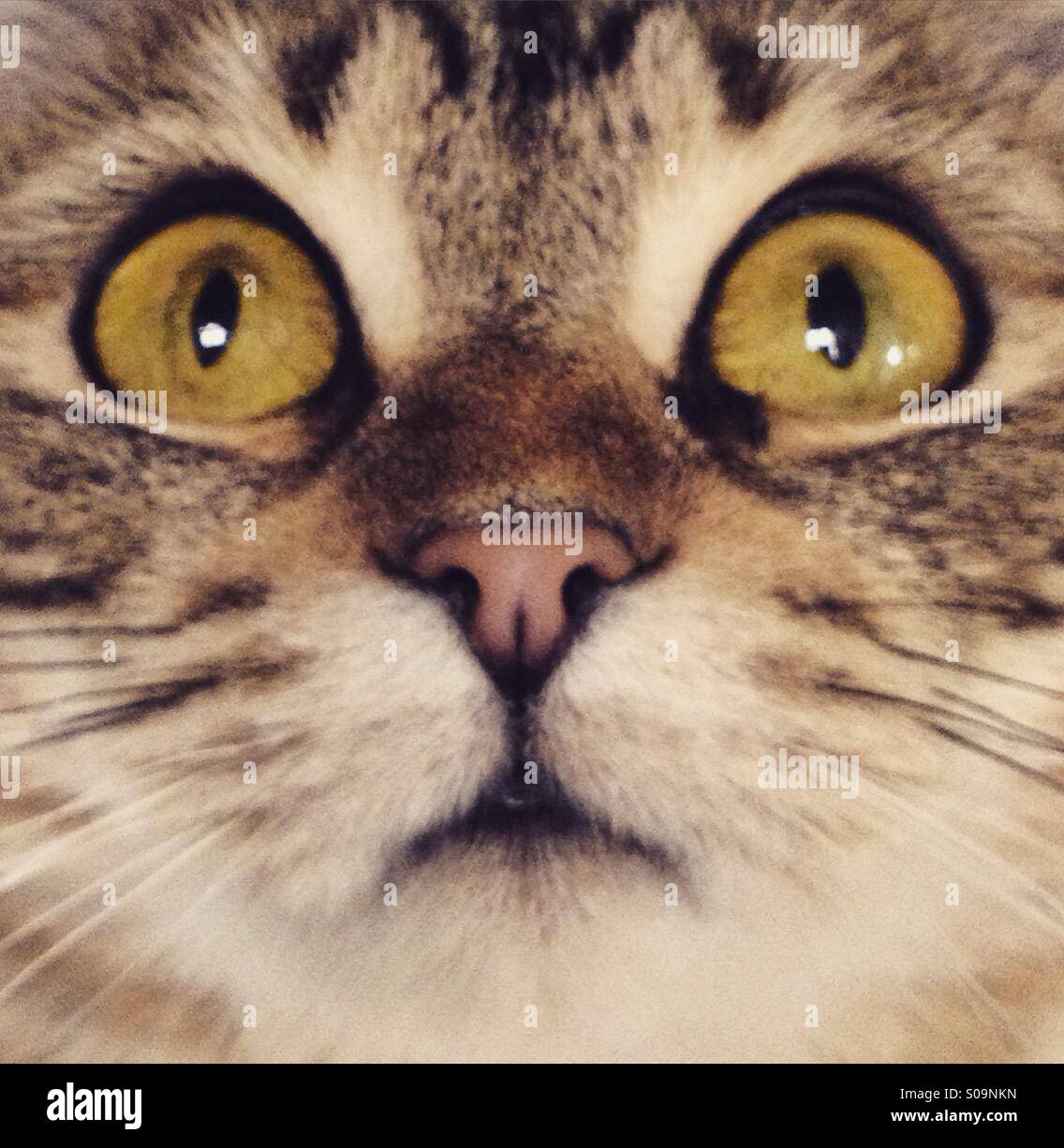 Look into my eyes - Smartphone Captured Stock Image