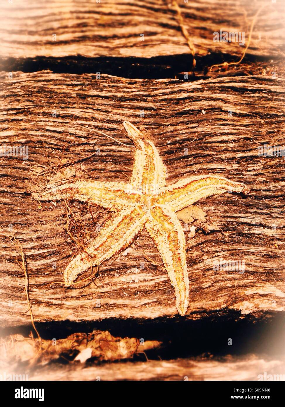Dead starfish on weathered boards - Smartphone Captured Stock Image