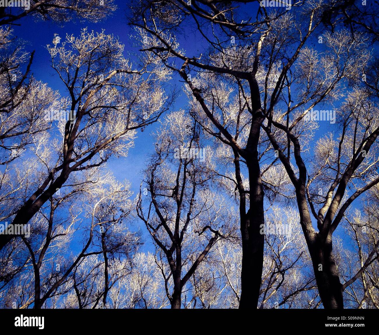 A grove of oak trees provides a canopy at the Empire Cienega Ranch north of Sonoita, Arizona, USA. - Smartphone Captured Stock Image