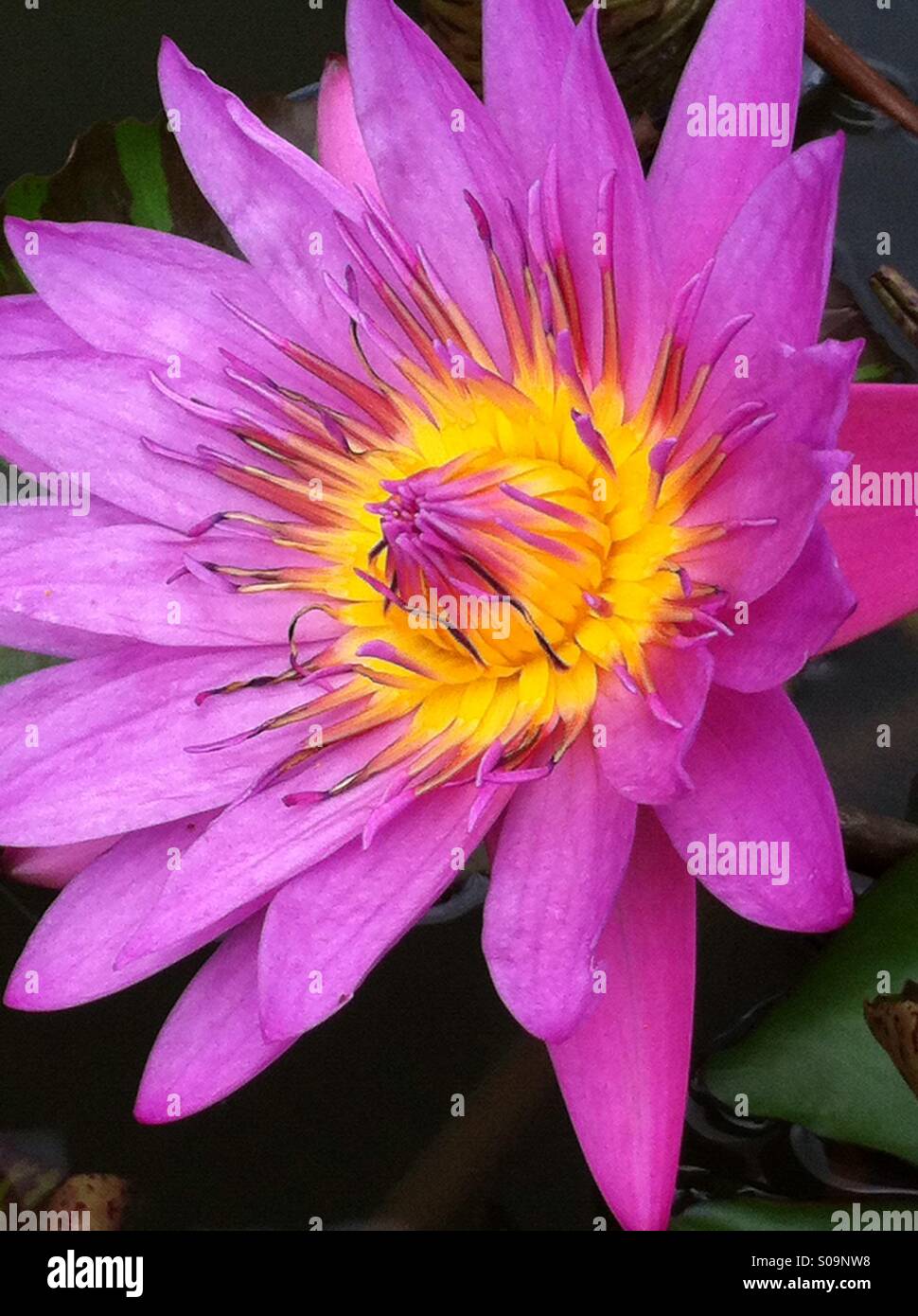 Lotus flower purple in Singapore pond at Marina Bay Stock Photo