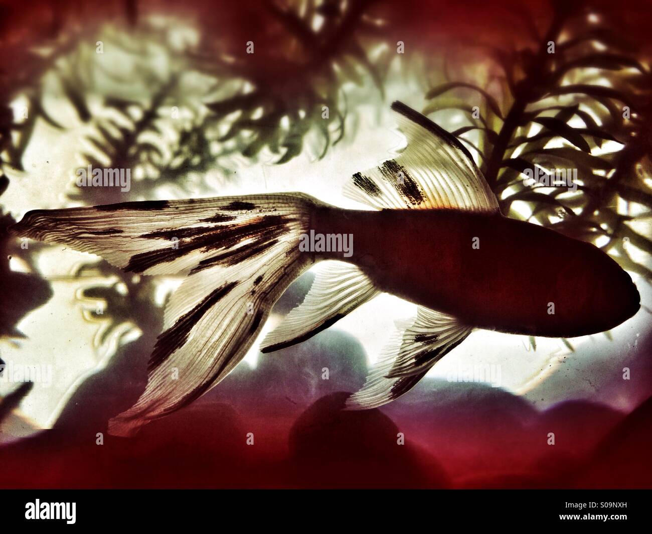 Goldfish in a tank - Smartphone Captured Stock Image