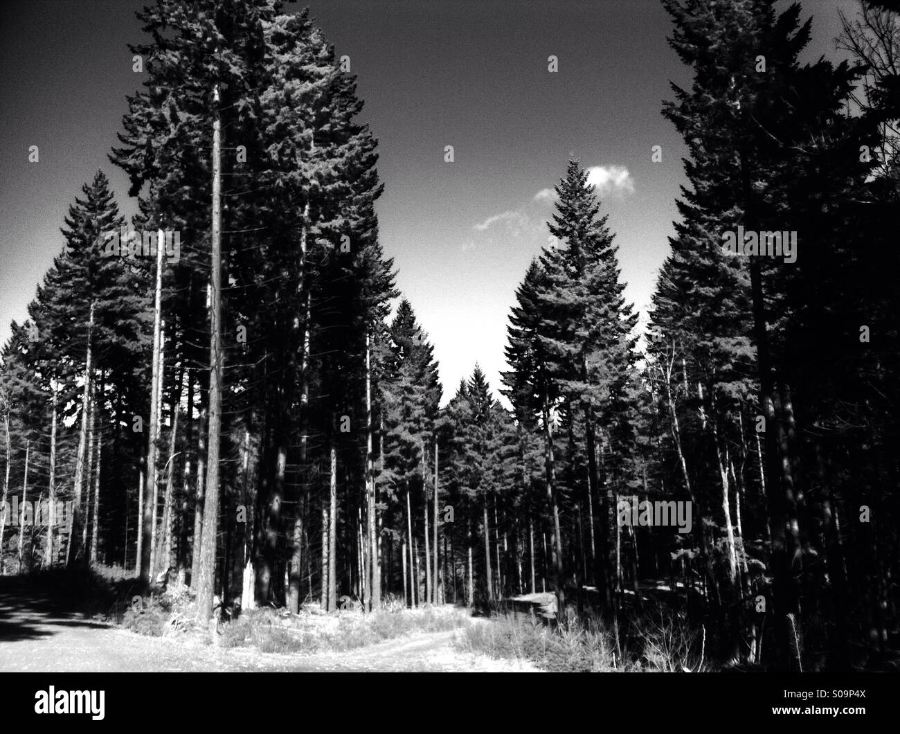 Black and white forest scene Stock Photo Alamy