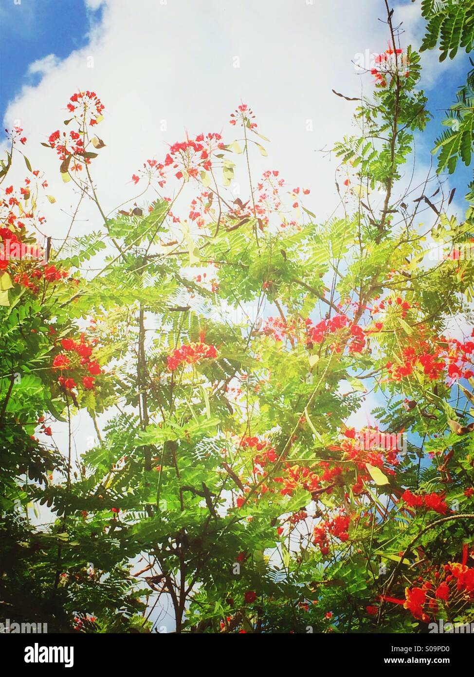 Orange tree flowers hires stock photography and images Alamy