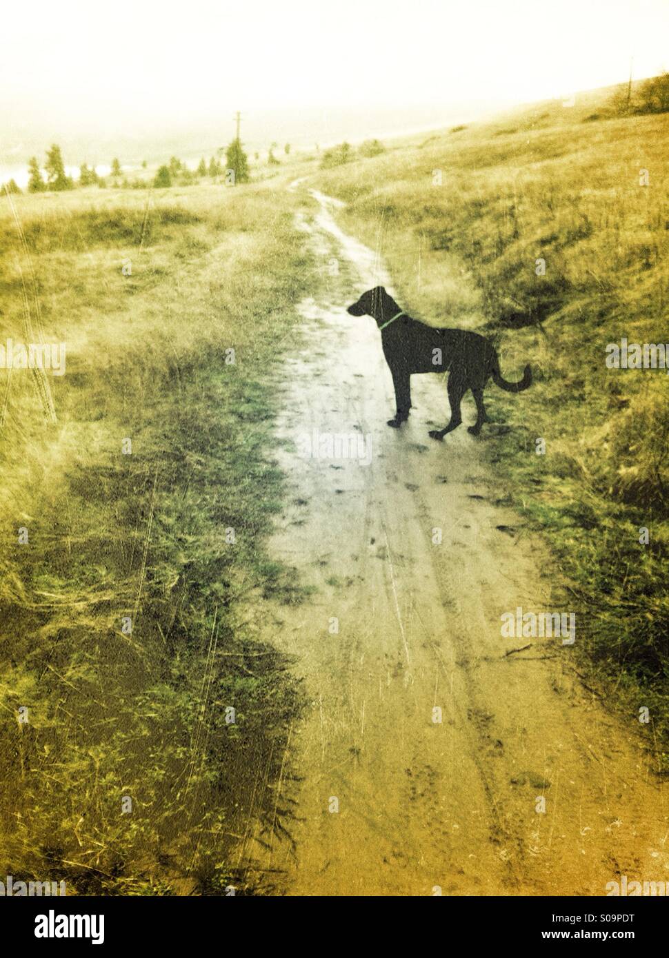 Dog On Trail Stock Photo   Alamy