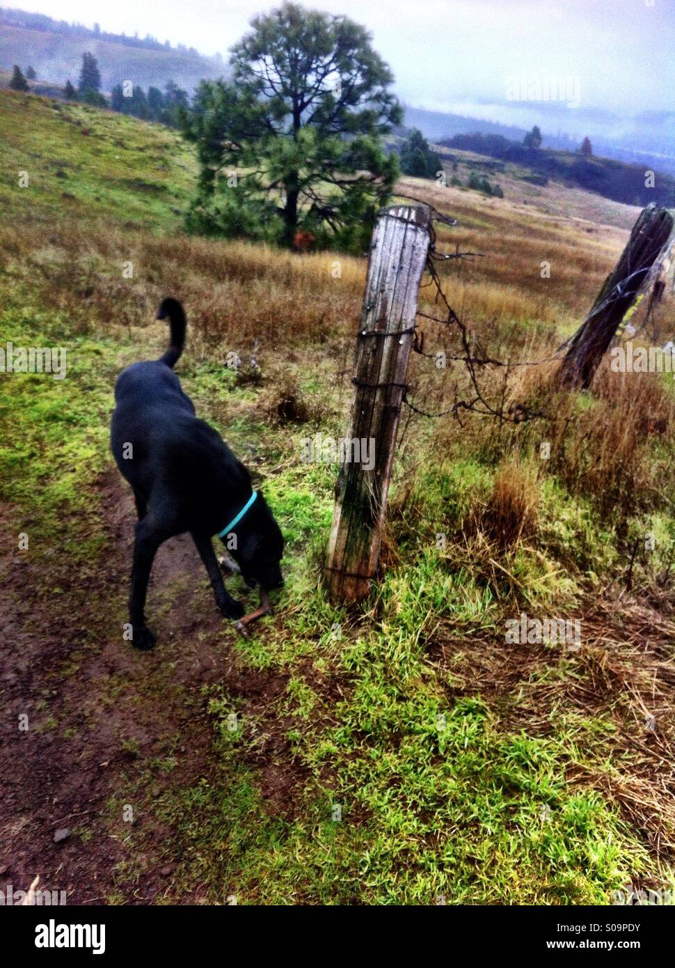 Dog sniffing ground Stock Photo Alamy