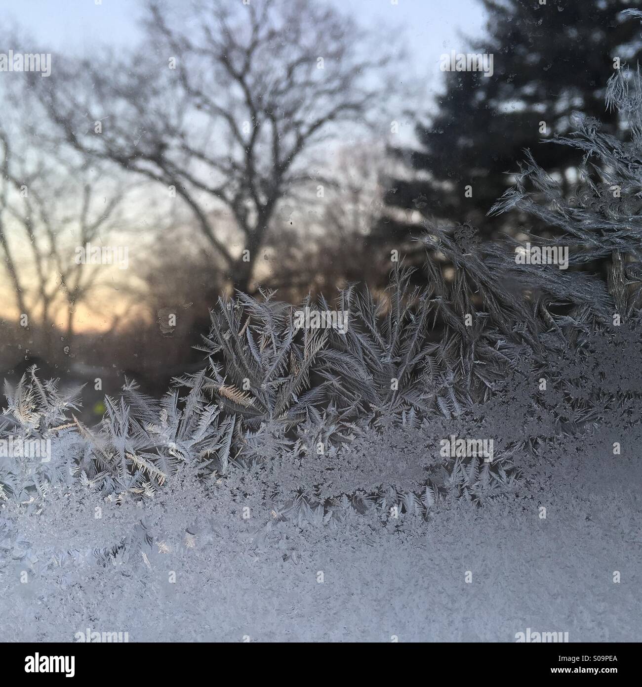 Winter Ice Crystals On Glass Window With Bare Tree And Pine Trees In Stock Photo Alamy