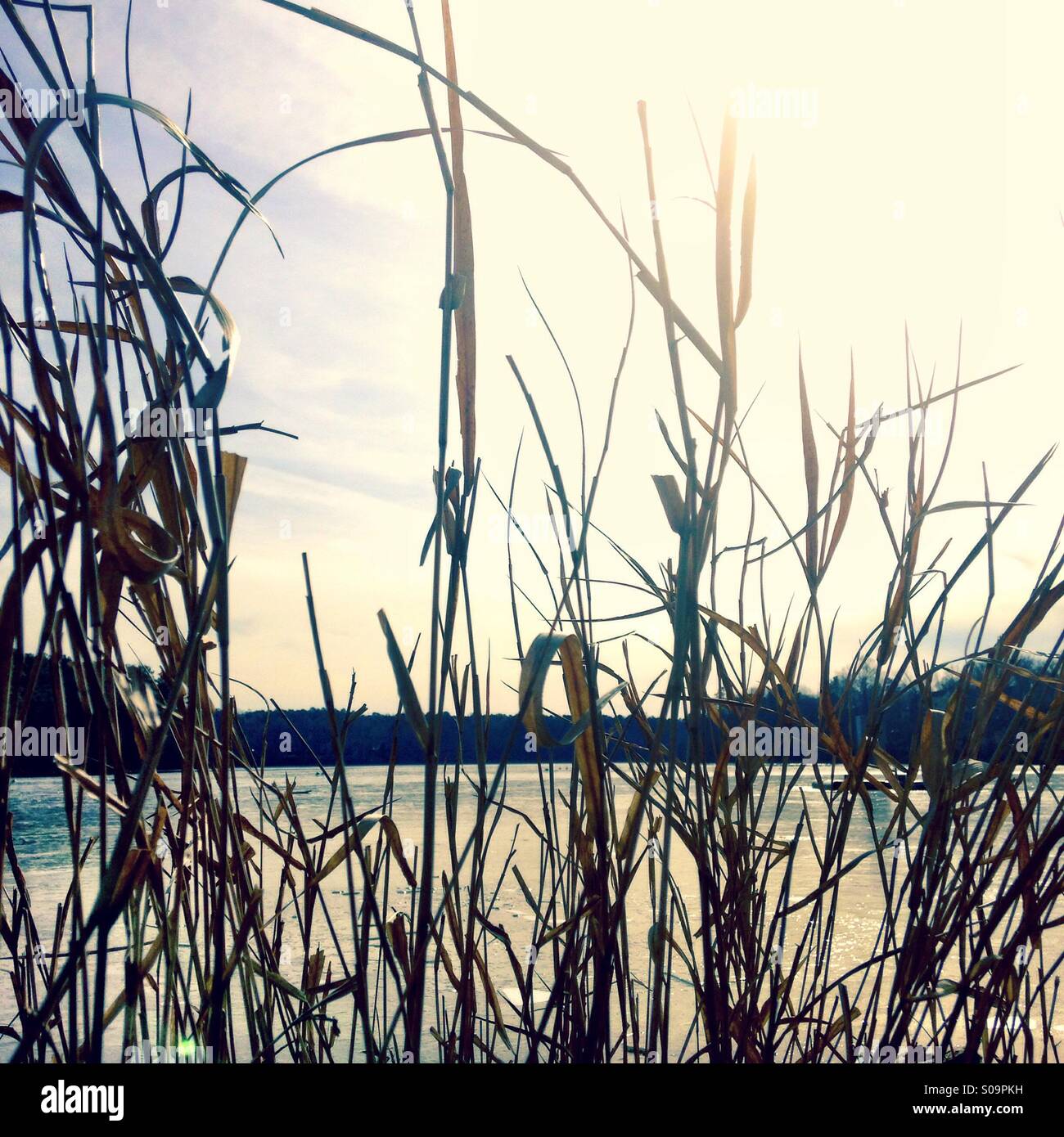 Tall grass pond hi-res stock photography and images - Alamy