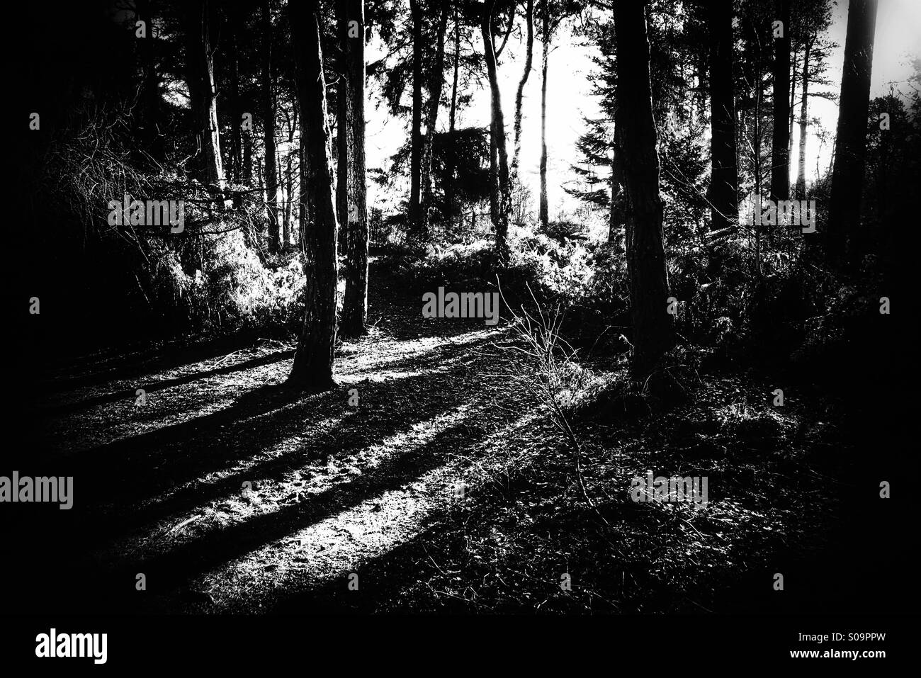 Sunlight forest Black and White Stock Photos & Images - Alamy