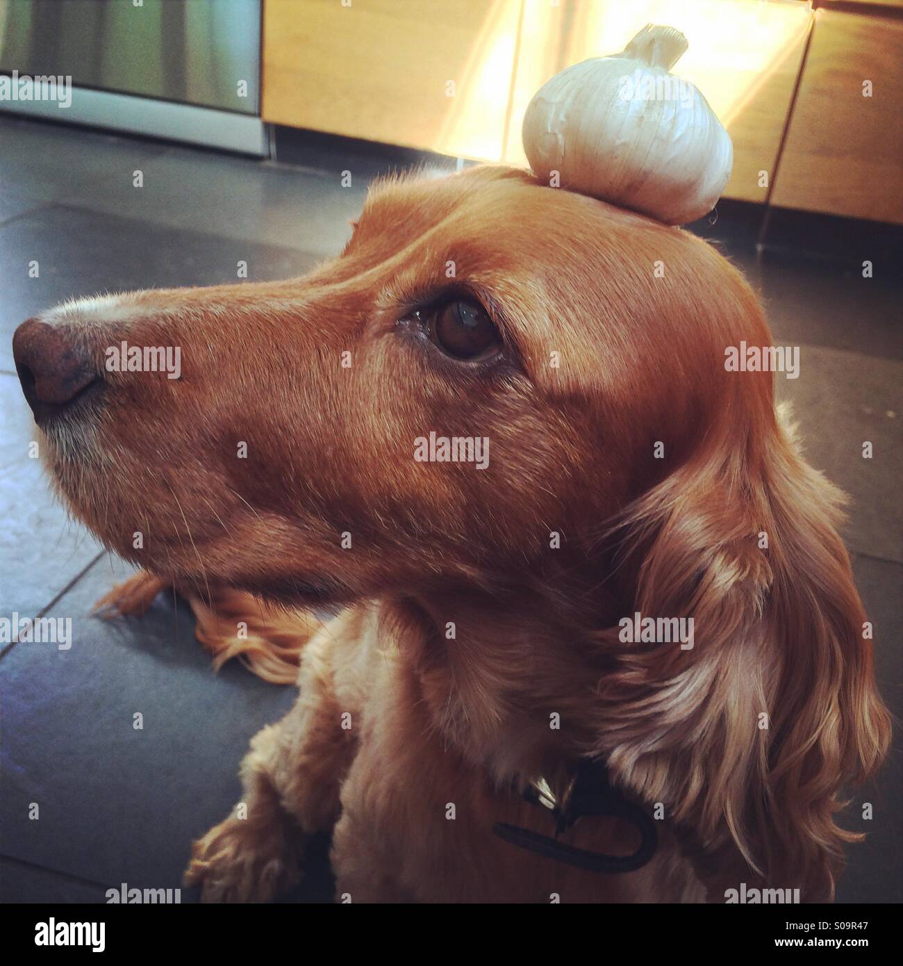 Dog balancing Garlic on its head Stock Photo Alamy