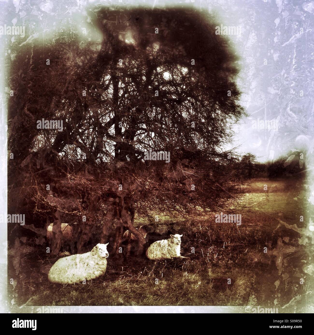 Sheep resting in a meadow. Ancaster, Lincolnshire, England. - Smartphone Captured Stock Image