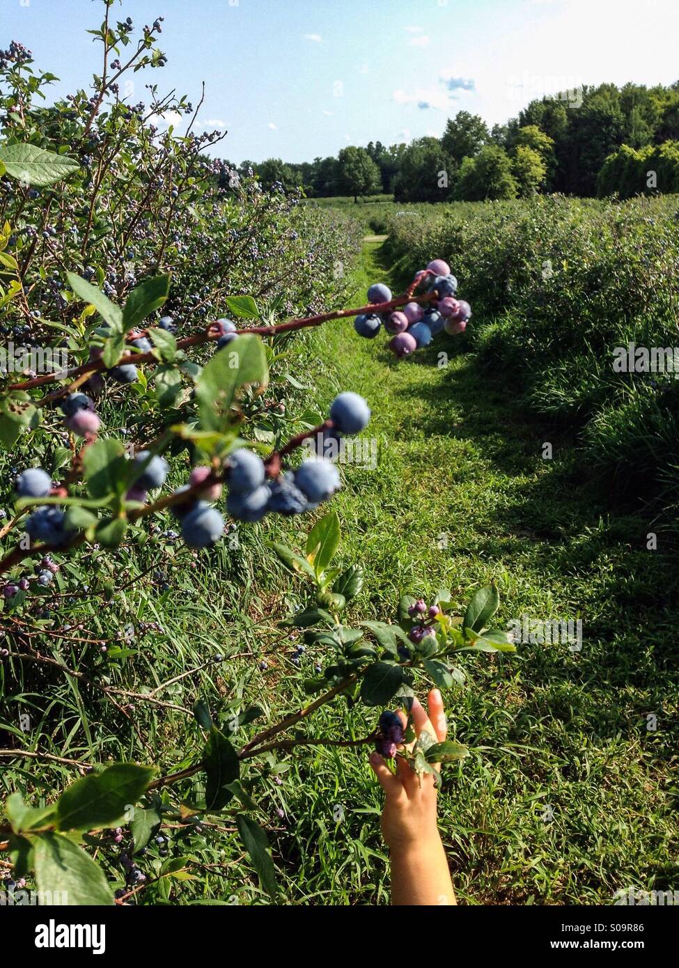 Blueberry picking with kid Stock Photo Alamy
