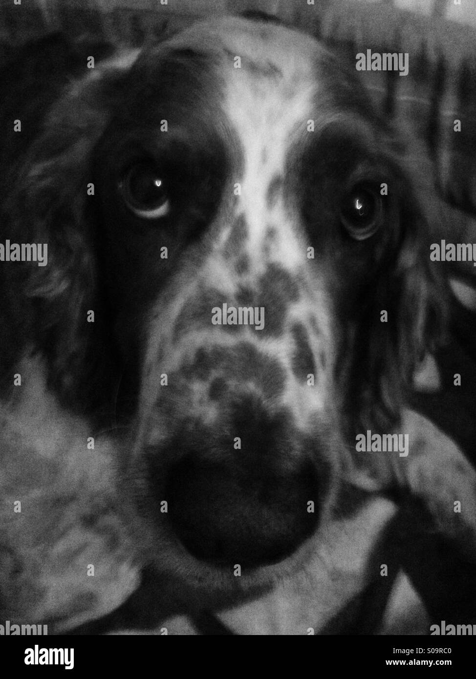 Welsh springer spaniel dog looking upwards longingly in black and white Stock Photo