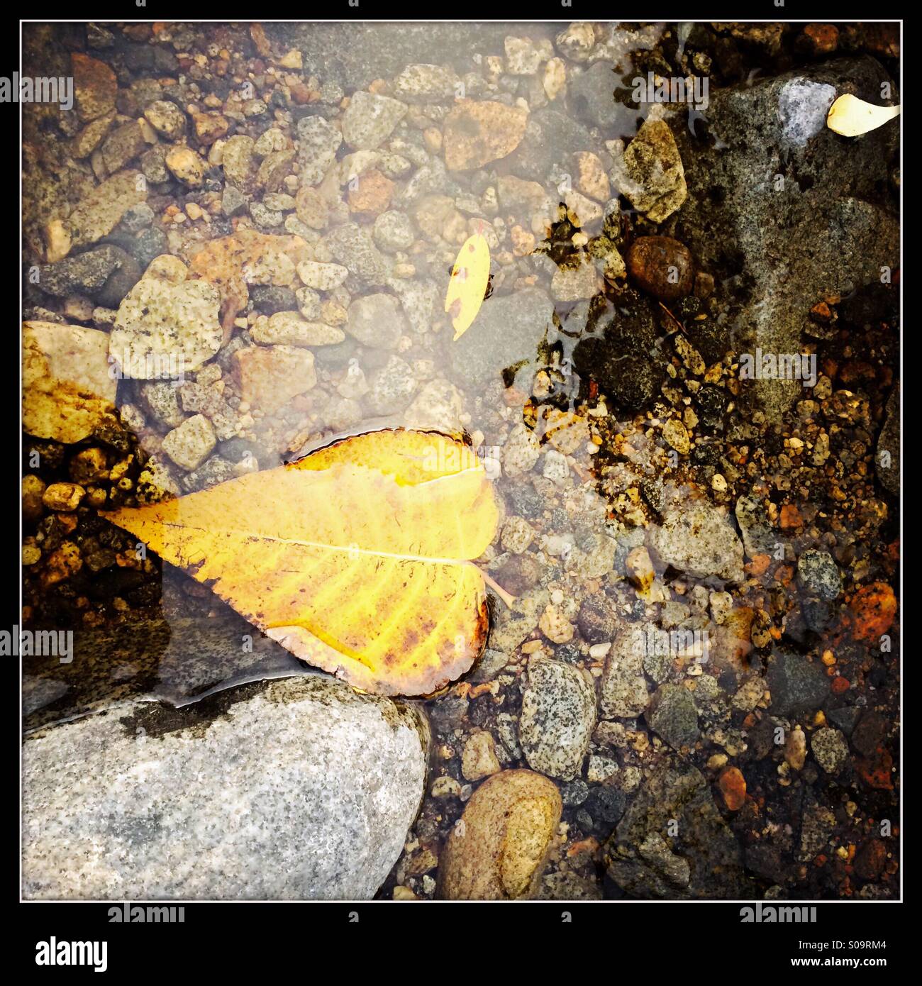 A Cottonwood leaf in Bridalveil creek in fall. Yosemite Valley, Yosemite National Park, Mariposa County, California, USA - Smartphone Captured Stock Image A Cottonwood leaf in Bridalveil creek in fall. Yosemite Valley, Yosemite National Park, Mariposa County, California, USA - Smartphone Captured Stock Image