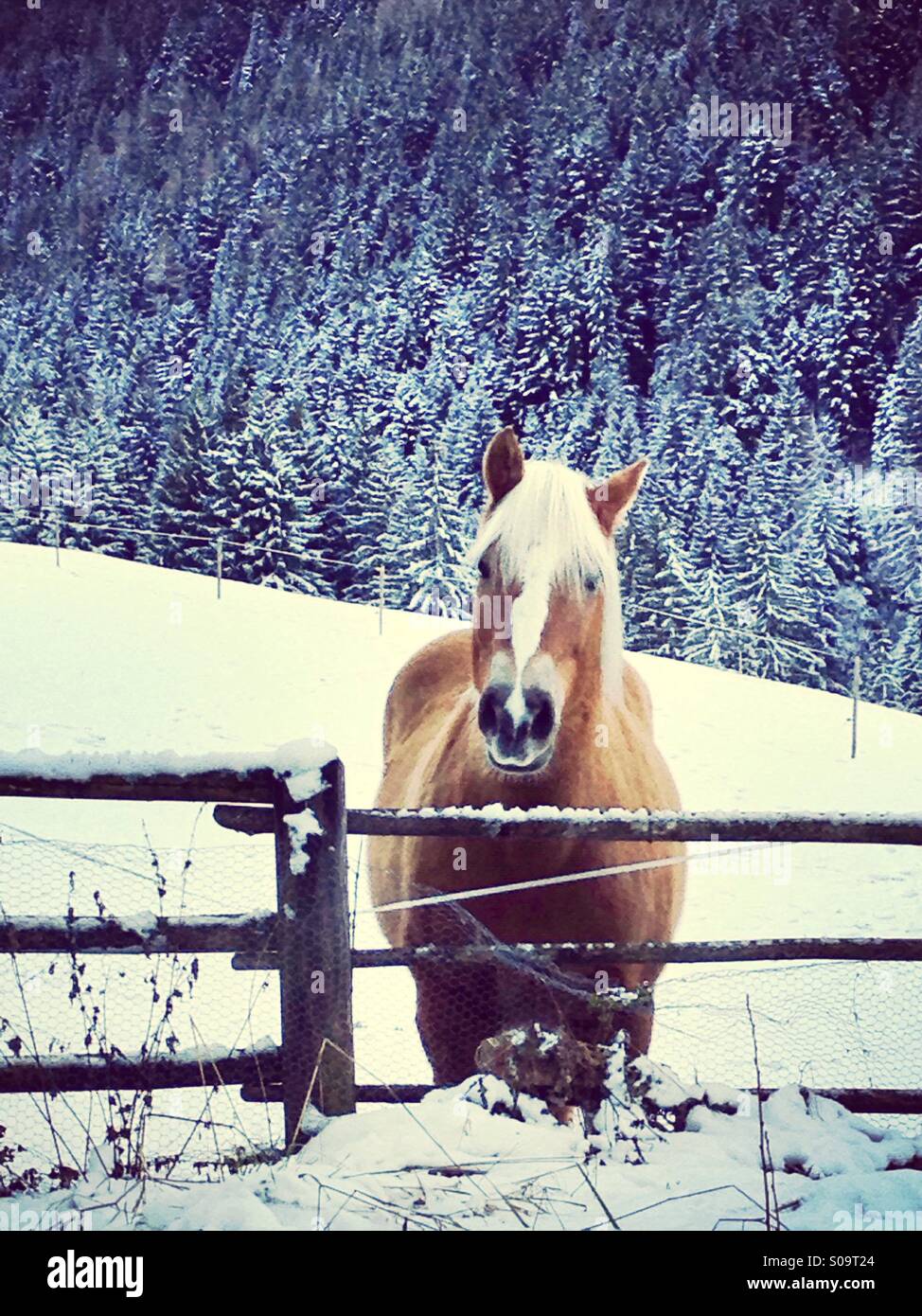 Beautiful horse in the snow - Smartphone Captured Stock Image