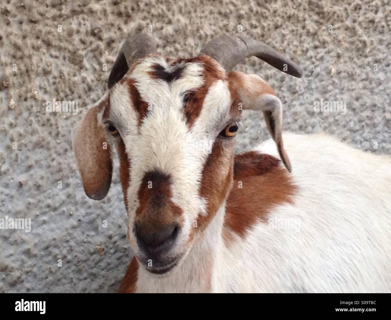 Goat Domestic High Resolution Stock Photography and Images - Alamy
